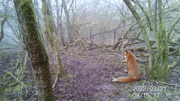 Trail camera 5