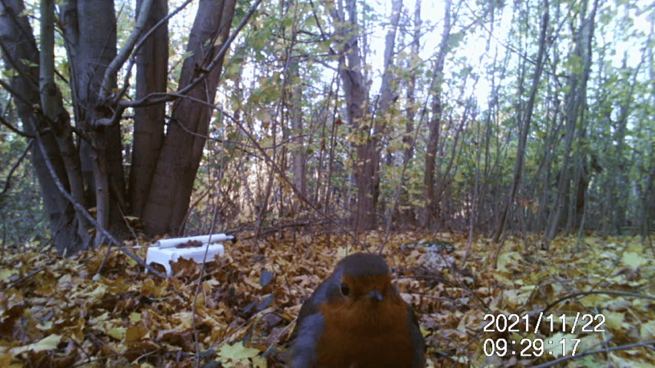 Trail camera 4
