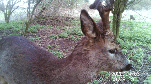 Trail camera 3