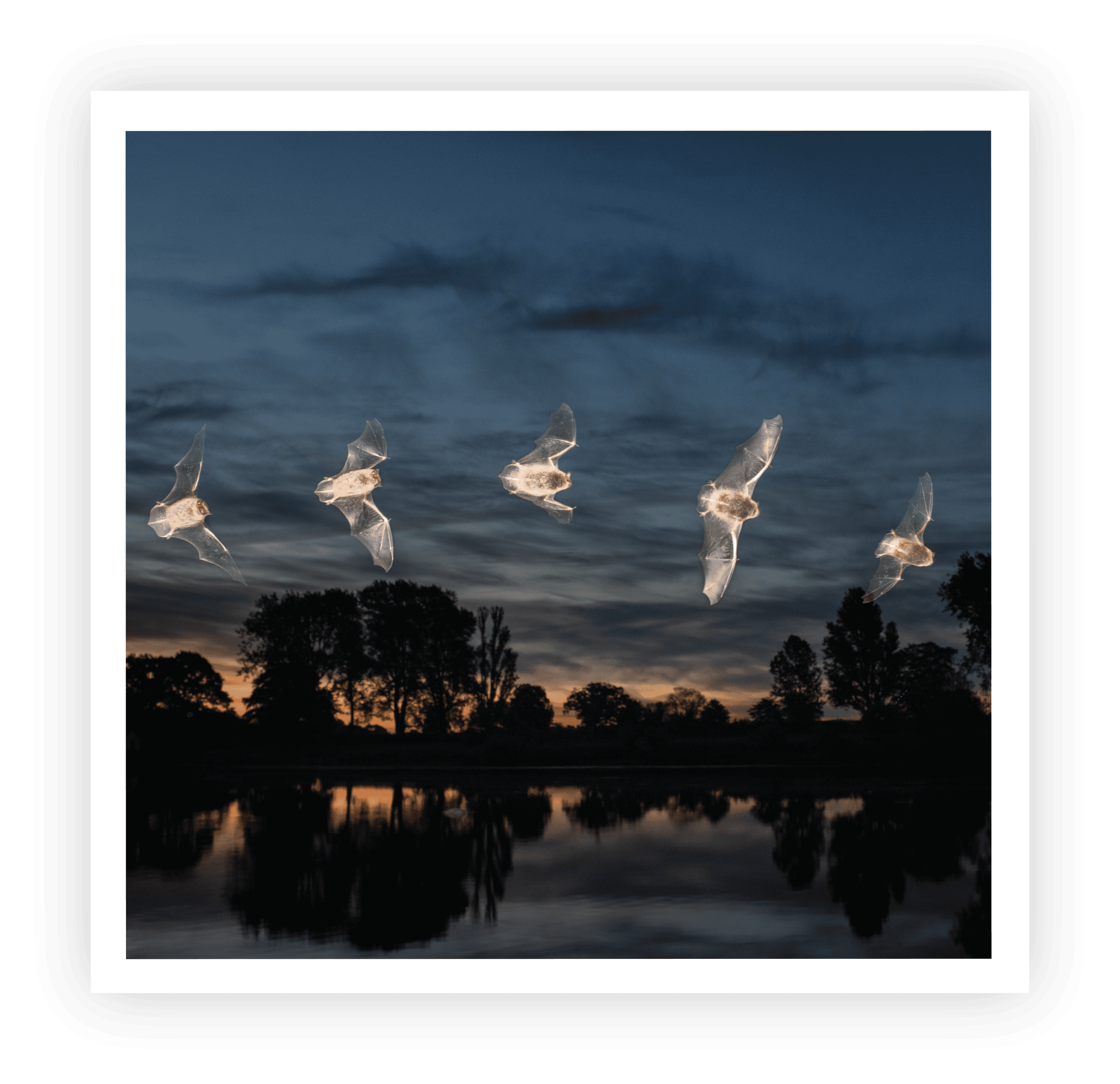 Bat time series photo